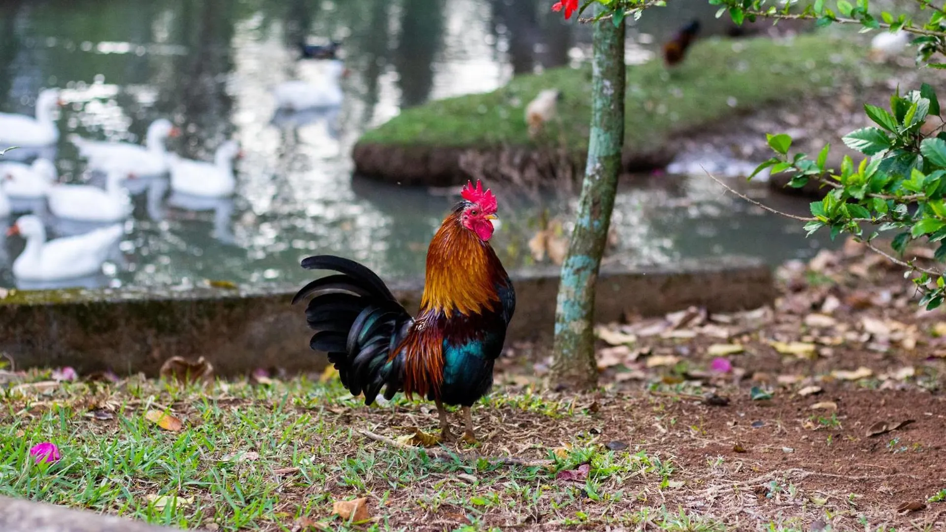 Country house Polo Hotel Fazenda Indaiatuba